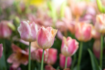 Beautiful bouquet of tulips. colorful tulips. nature background