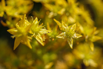 yellow flowers in garden