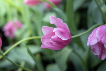 Beautiful bouquet of tulips. colorful tulips. nature background