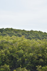 View Of Forest Trees And Hill