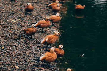Ruddy shelducks, orange duck near the water