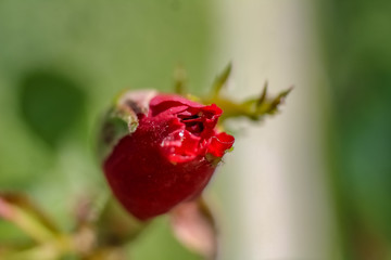 red rose