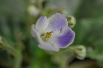 closeup of a flower