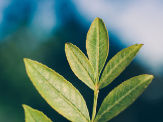 green leaves on background