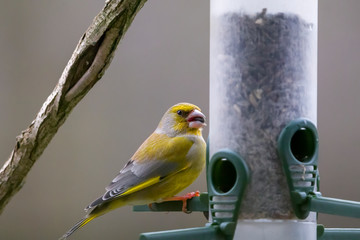 Greenfinch sat down at the feeding trough.