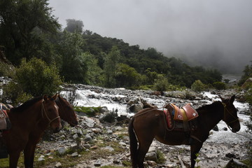 Horses Along the Salkantay