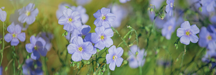 Honey bee collect nectar from Blue large flowers of garden Linum perenne, perennial flax, blue flax or lint against sun. Decorative flax in decor of garden plot. Natural background © Maryna