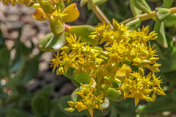 yellow flowers in the garden