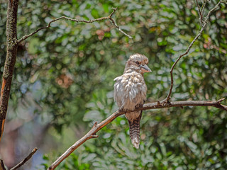 Kookaburra Distant
