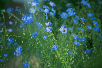 Obraz na płótnie Canvas Blue large flowers of garden Linum perenne, perennial flax, blue flax or lint against sun. Decorative flax in decor of garden plot. flowerbed with classic blue flowers.