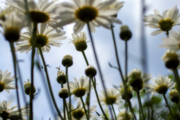 Fototapeta na wymiar Close up shot of white daisy flowers