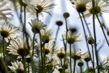 Close up shot of white daisy flowers