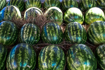 Fototapeta na wymiar Many big sweet green watermelons in market