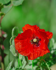 Papaver rhoeas, common, corn, Flanders, red poppy, corn rose, field is flowering plant poppy family Papaveraceae. Bees collect pollen from Papaver rhoeas. Honey plants Ukraine.