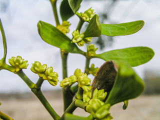 Viscum Green flowers with leaves . Blossoming mistletoe on branches in spring outdoor. Collection of medicinal plants during flowering in summer and spring. Medicinal herbs. self-medication.