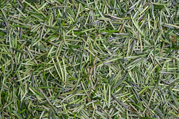 Needles of a coniferous tree – a texture