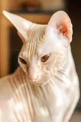 Cat sphinx naked bald beige pink