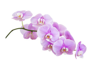 Pink phalaenopsis orchid flowers