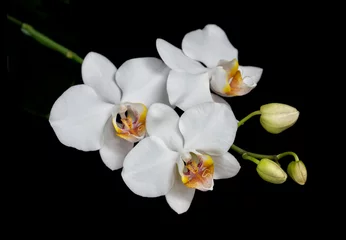 Rolgordijnen Moth orchid on black © epitavi