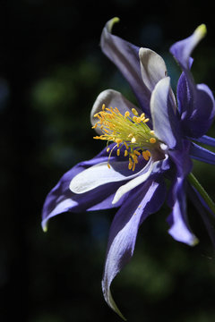 Colorado Columbine