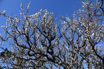 Beautiful Ume blossoms in early spring.