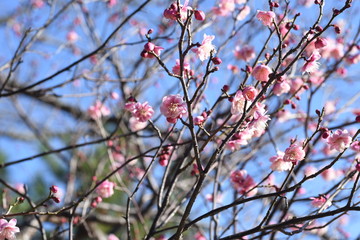 Beautiful Ume blossoms in early spring.