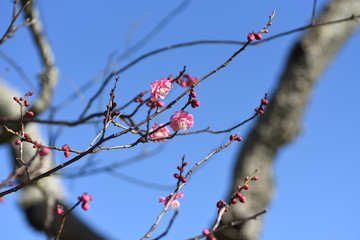 Beautiful Ume blossoms in early spring.