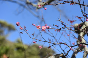 Beautiful Ume blossoms in early spring.