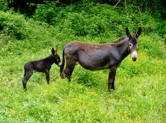 Dark coloured donkey with baby behind in tall green grass