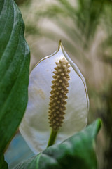 cradel of moses flower