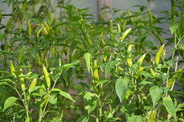 Organic growing green hot chilli pepers