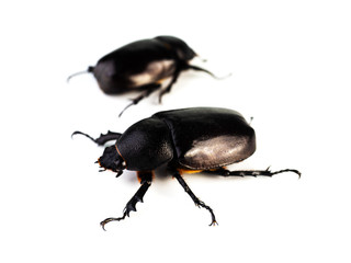 Female rhinoceros beetles.