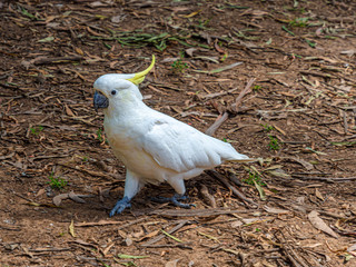 Cockatoo Walks