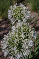 flowers in the garden