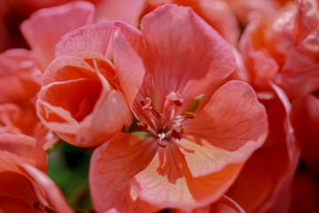 Obraz na płótnie Canvas closeup of red flower