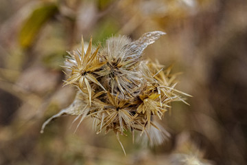 thistle in the field