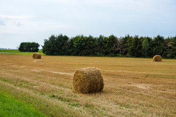 Fresh hay bales on the agriculture field during wheat harvest time