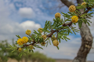 yellow flowers in spring