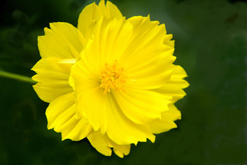 Yellow Cosmos Flower