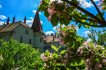  Sakura blossoms against the background of Hunting castle of Count Shenborn in Carpaty Village...