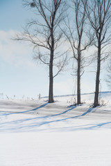融雪剤が撒かれた雪の畑と冬木立