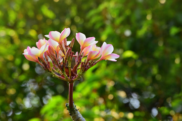 Obraz premium beautiful flower In the backyard is refreshing 