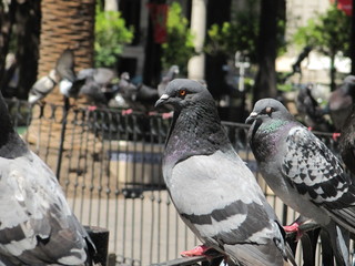 pigeons on the street