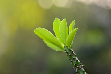  Green leaves and Beginning of Cactus And natural background