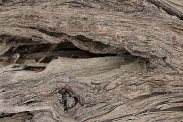 close up of the red and dark colors and textures of Native Australian 'stringy bark' trees, with twists and holes and valley patterns in the aged bark.