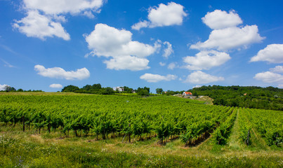 Fototapeta na wymiar Beautiful vineyard on a hill. Sunny summer picture. Big white clouds and green vines in straight lines. House in the background. Balaton felvidék, Hungary. 