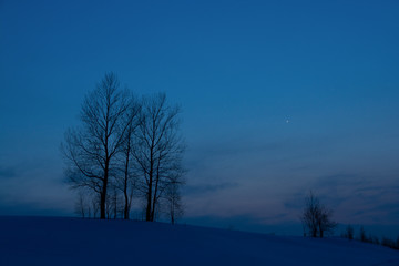 冬の夕暮れの空と冬木立