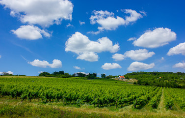 Fototapeta na wymiar Beautiful vineyard on a hill. Sunny summer picture. Big white clouds and green vines in straight lines. House in the background. Balaton, Hungary. 