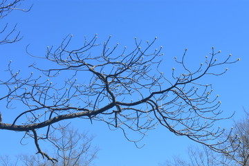 Fototapeta na wymiar New buds and leaves are forming on the branches of an oak tree in the early spring in Old Bridge, New Jersey