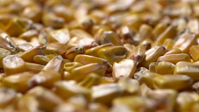 Full-frame of Maize grains, Corn kernels in rotation